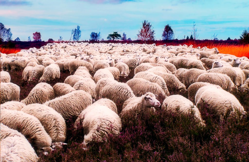 Diepholzer Moorschnucken